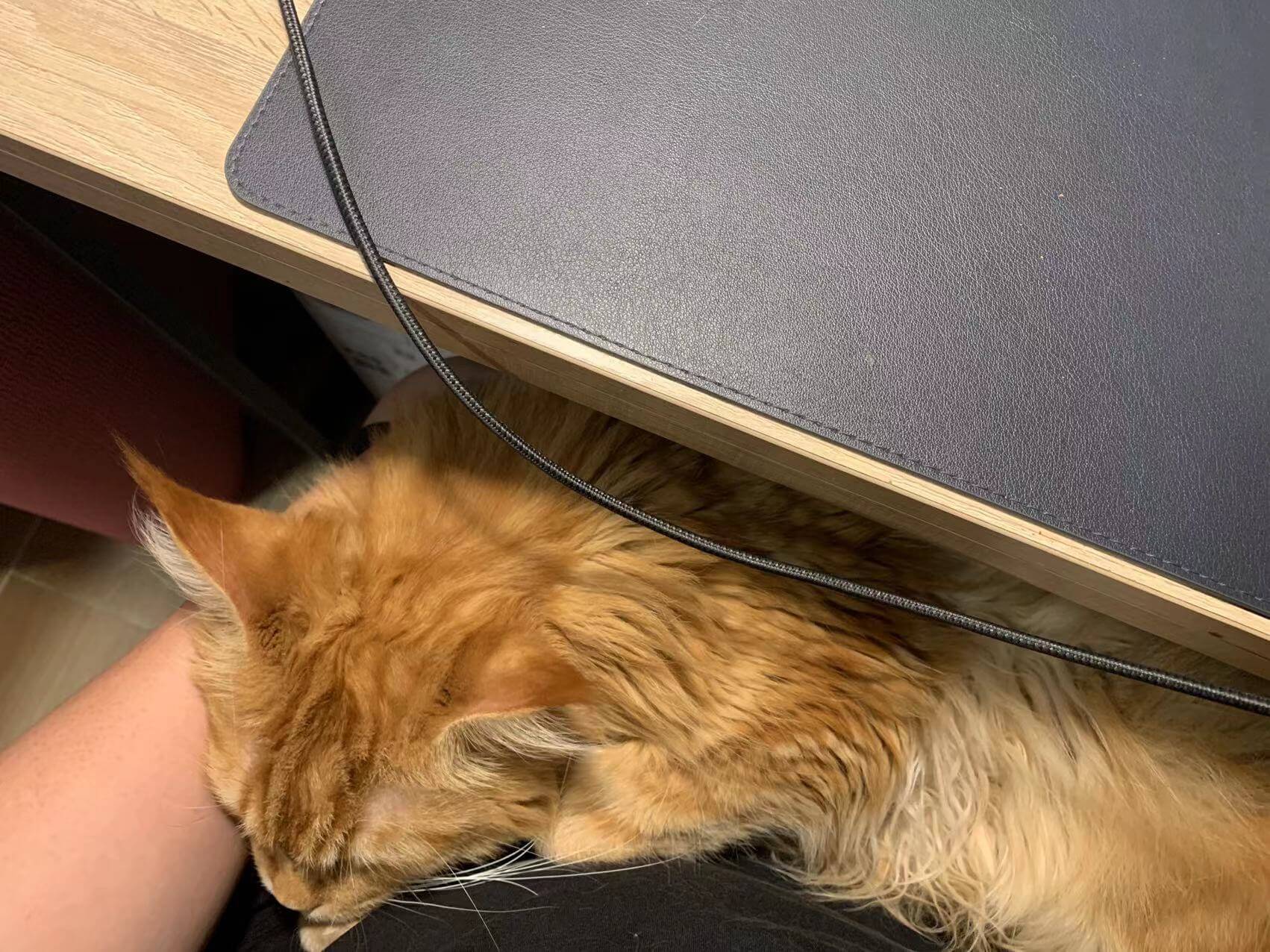 小朋友:红虎斑缅因猫