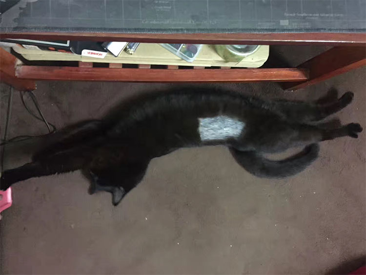 哈哈哈哈哈哈哈哈哈哆啦A梦的百宝袋入口