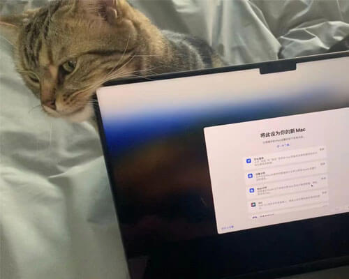 给猫儿子的新年礼物 它很喜欢！