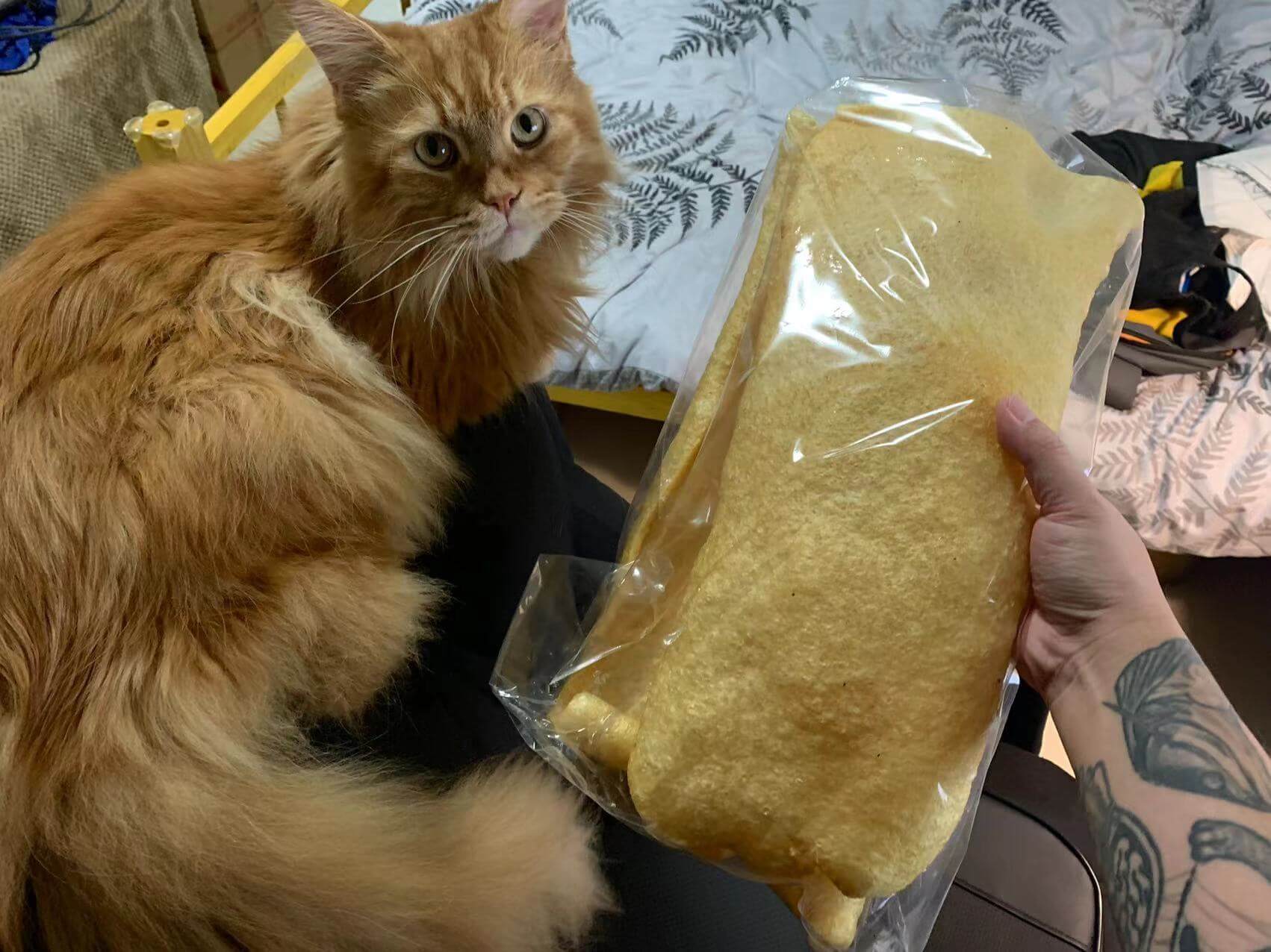 一块完整的肉皮