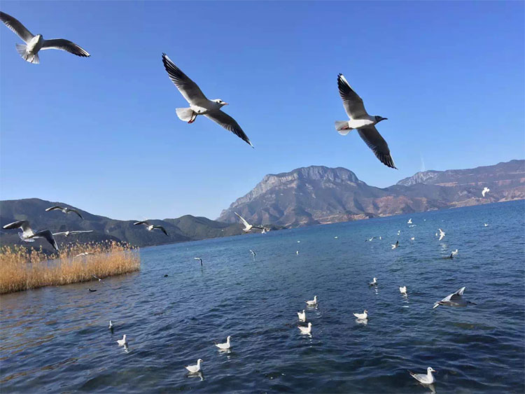 泸沽湖的海鸥